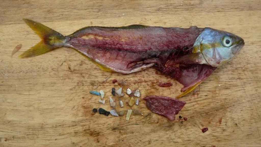 Pescado y plásticos de su estómago. Foto: Greenpeace
