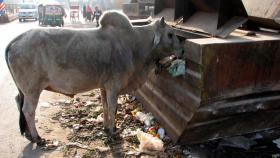 La India no sabe qué hacer con sus vacas