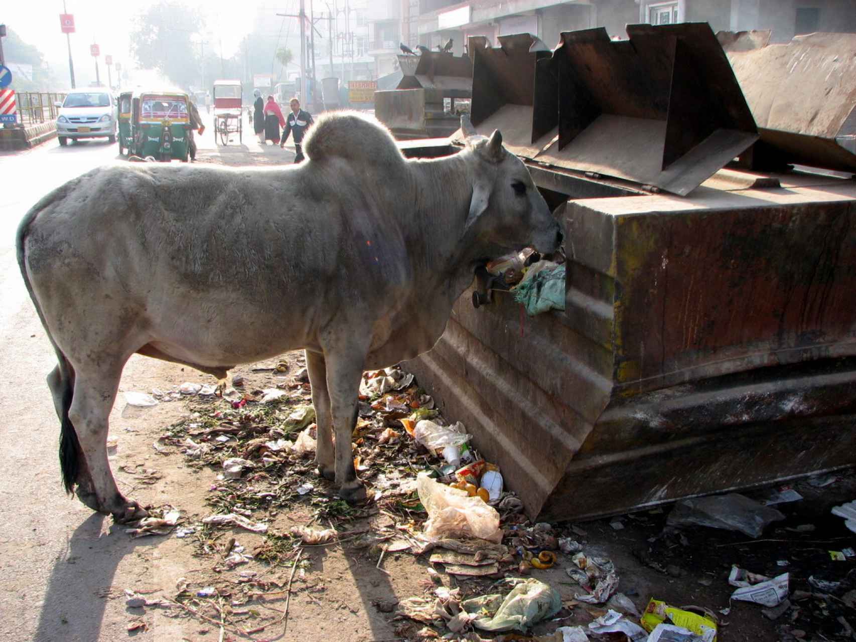 La India no sabe qué hacer con sus vacas