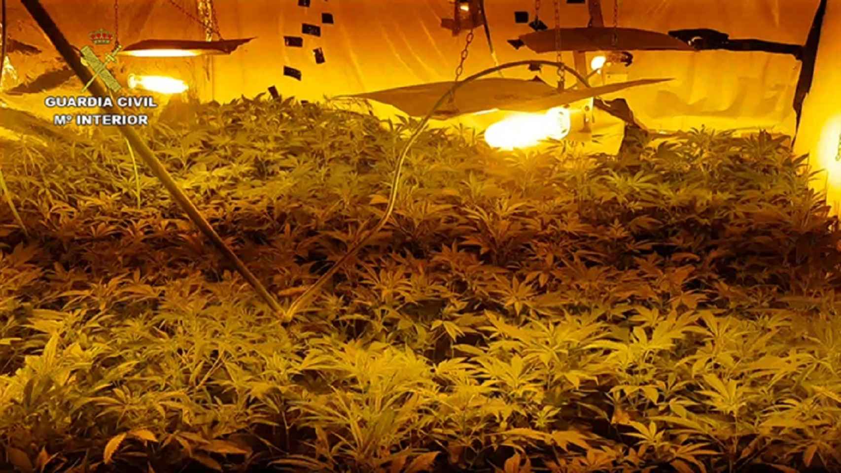 La Guardia Civil incauta 3.334 plantas de marihuana en tres plantaciones en Toledo.