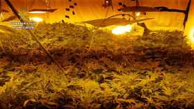 La Guardia Civil incauta 3.334 plantas de marihuana en tres plantaciones en Toledo.