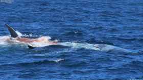 La sangre de la ballena en una de las fotos de la serie.