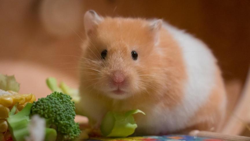 Como Mantener Calentito A Un Hamster