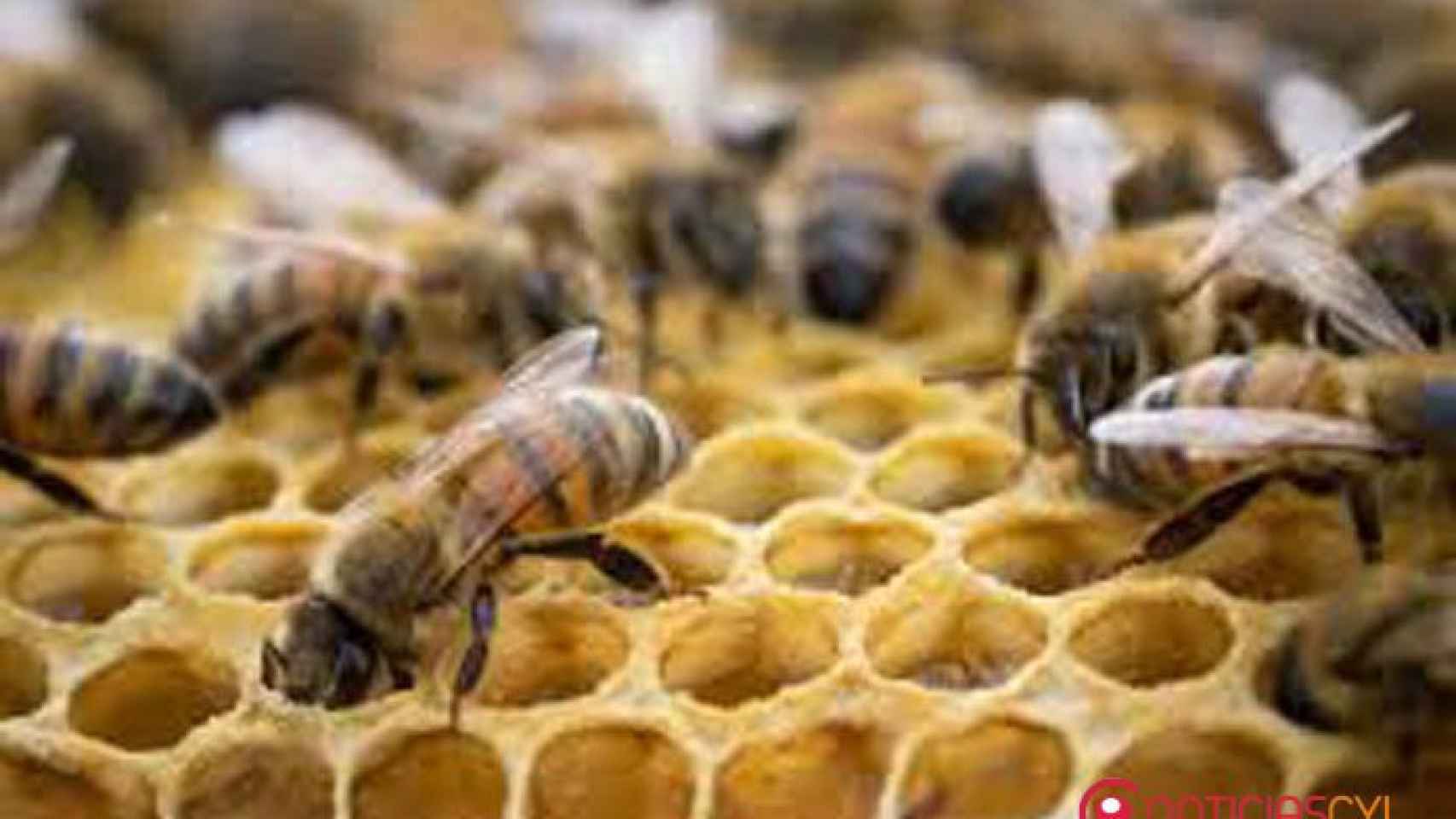 zamora abejas san vitero colmena