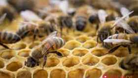 zamora abejas san vitero colmena