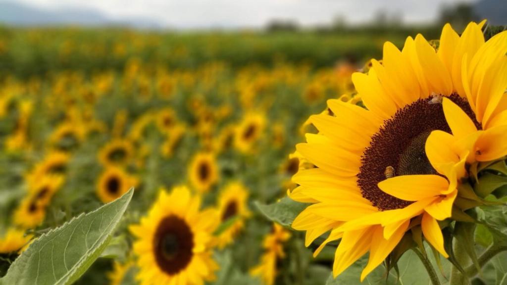 Bruselas destina a España 65,4 millones para apoyar a los agricultores  afectados por la guerra en Ucrania