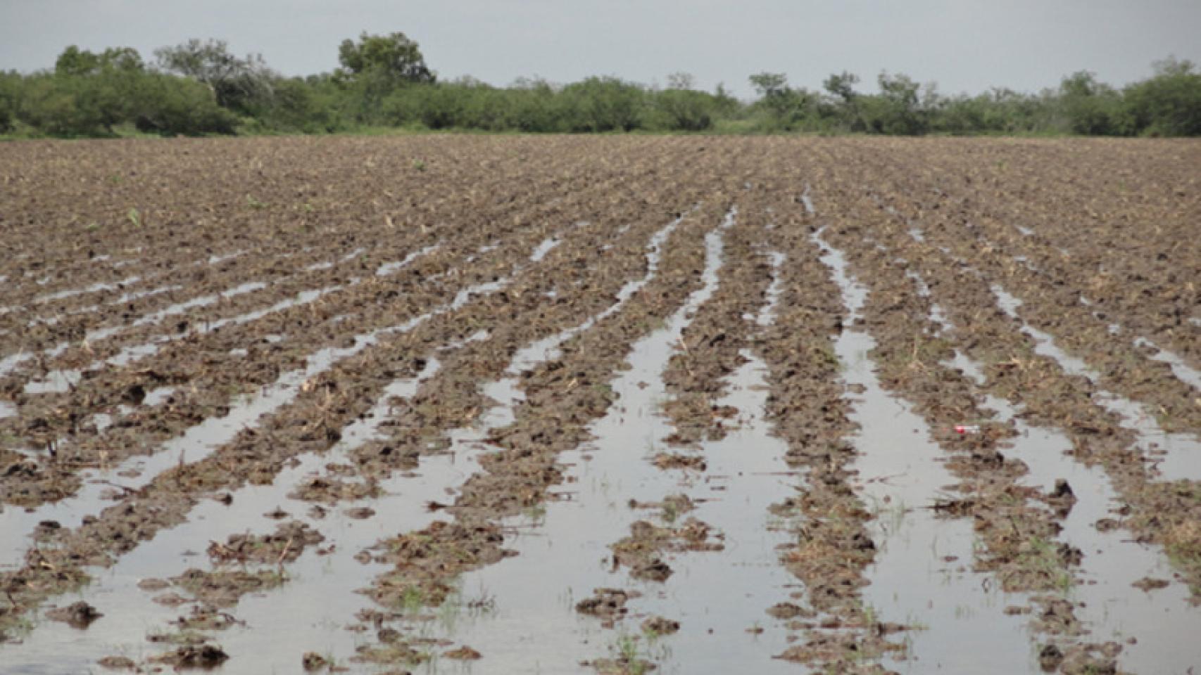Las lluvias durante esta pasada Semana Santa han supuesto un alivio para muchos cultivos aunque también un peligro para otros.