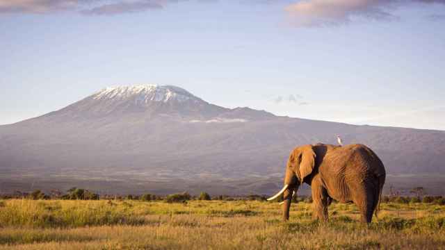 Los elefantes son animales muy longevos.