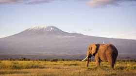 Los elefantes son animales muy longevos.