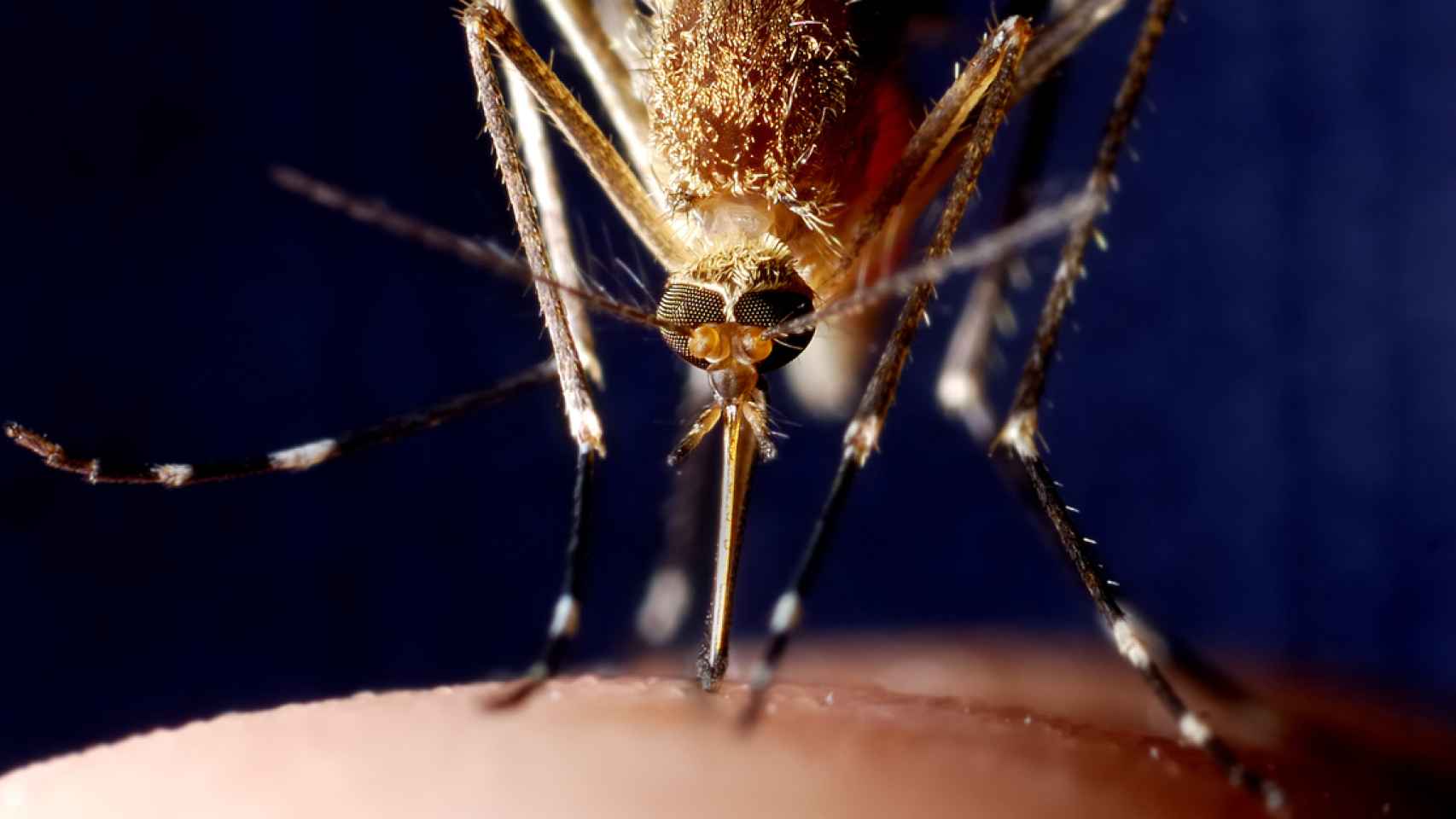 Mosquito.
