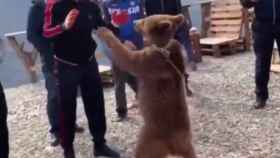 Khabib, campeón de la UFC, encadena a un oso cachorro para torturarlo y maltratarlo con amigos