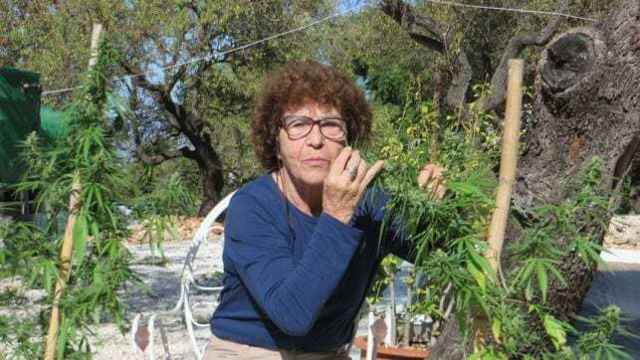 La abuela de la marihuana se enfrenta a 4 años de cárcel por cultivar su marihuana: No soy una narcotraficante