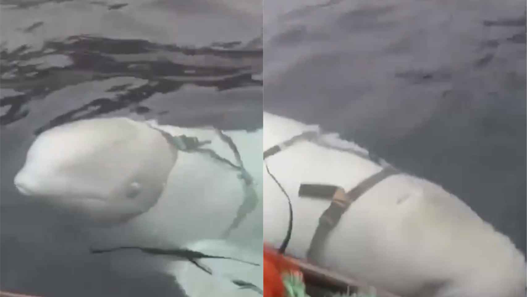 Imágenes de la beluga rusa encontrada en Noruega.