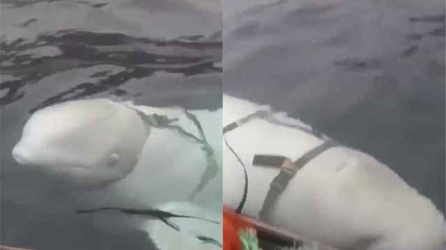 Imágenes de la beluga rusa encontrada en Noruega.