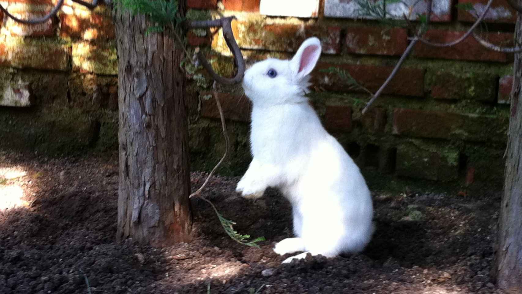 Abusos en el veterinario con mi conejo Dexter: € en 5 meses más  amputarle una pata