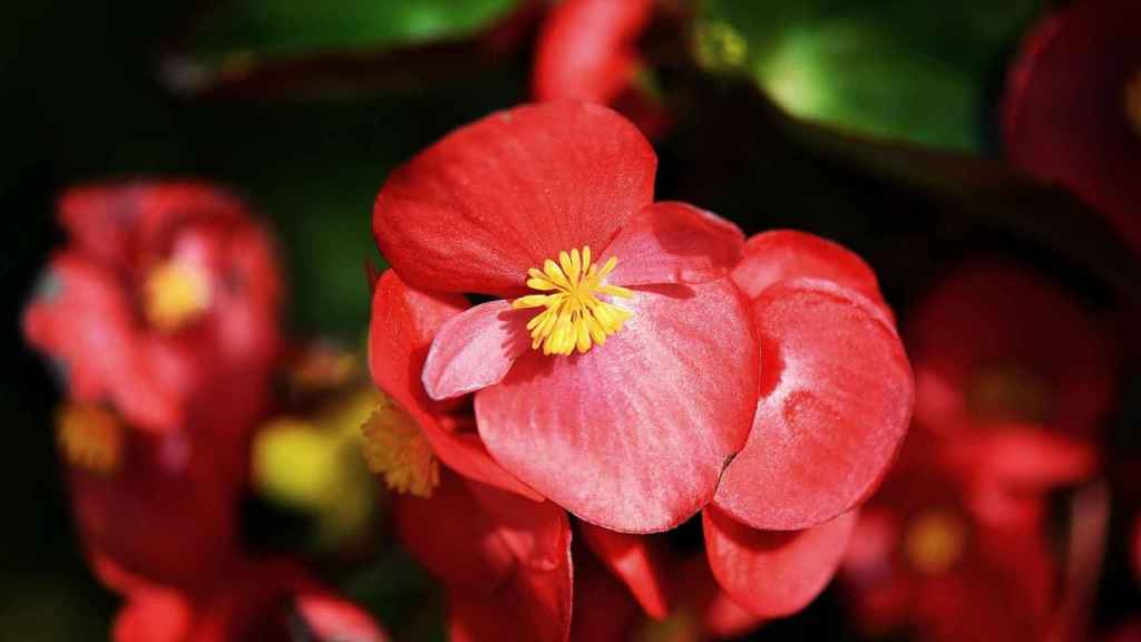 Details 100 imagen begonia floracion
