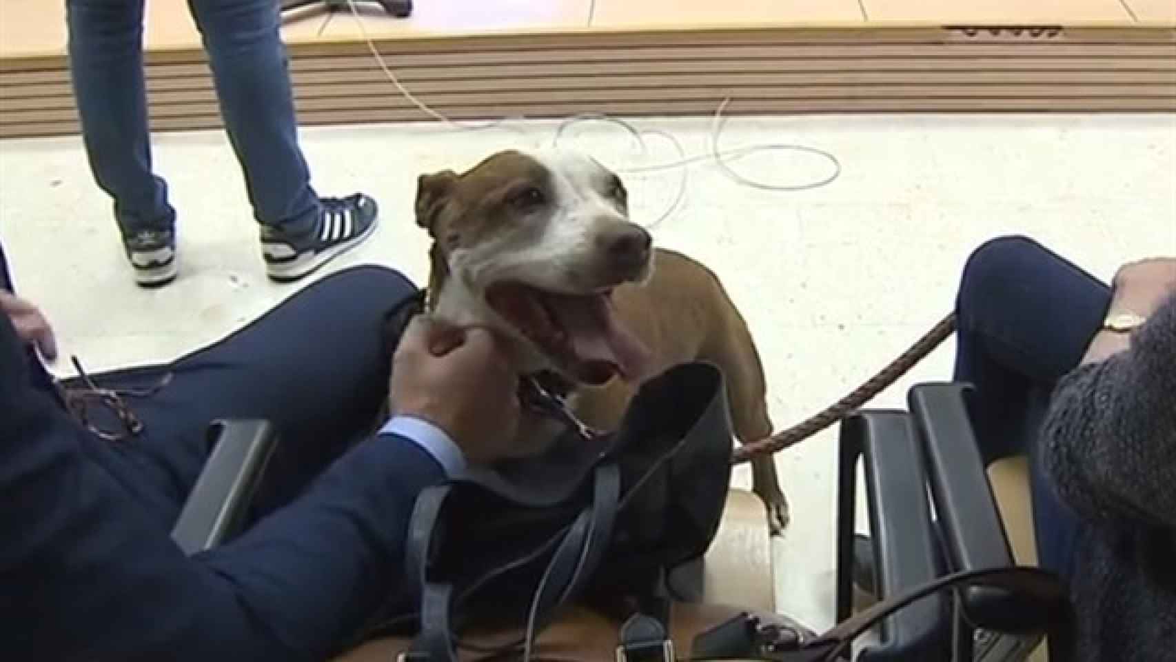 Milagros, la perra maltratada. Foto: RTVC