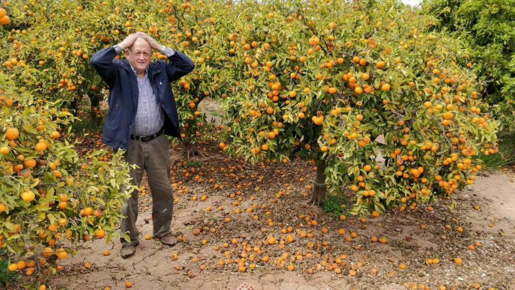 En la imagen, Paco Sorolla, un agricultor de Castellón afectado por la crisis de las naranjas