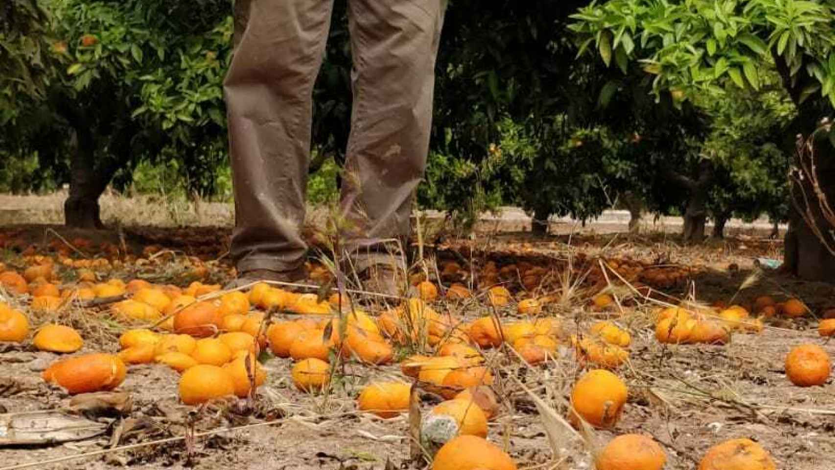Un agricultor de Castellón afectado por la crisis de las naranjas