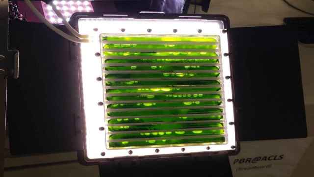 biorreactor algas