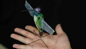 robot colibrí