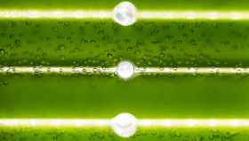Científicos españoles logran producir biodiésel a partir de microalgas cultivadas