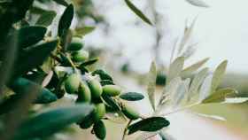 El objetivo desarrollar sensorística que pueda integrase en la elaboración de aceites de oliva virgen