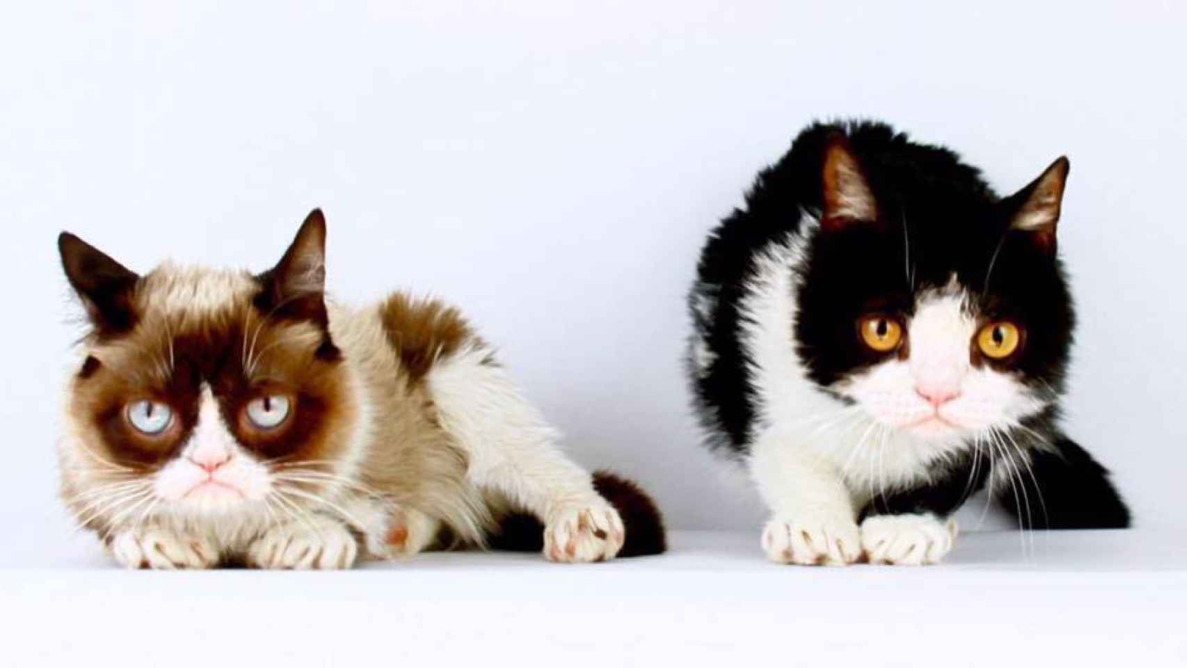 Grumpy Cat con su hermano Pockey.