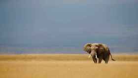 Botsuana levanta la prohibición de cazar elefantes por su impacto negativo en la agricultura y el turismo