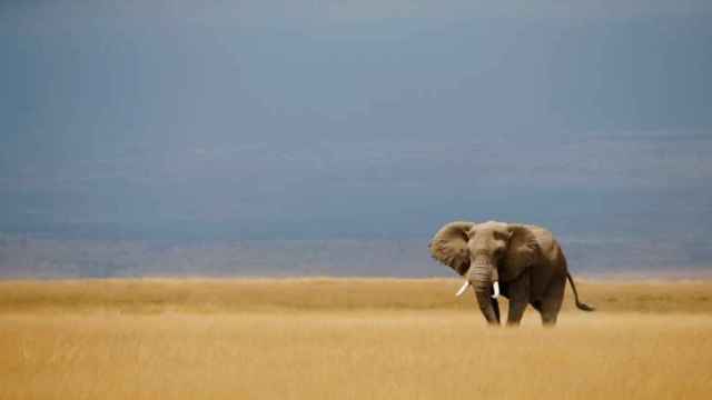 Botsuana levanta la prohibición de cazar elefantes por su impacto negativo en la agricultura y el turismo