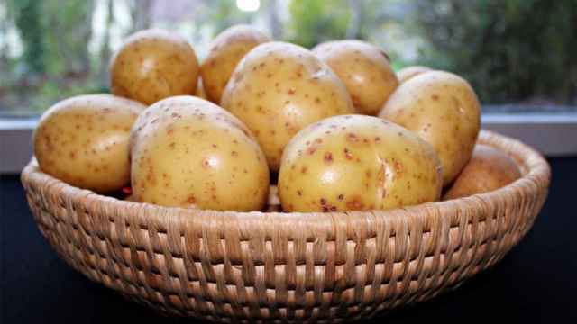 Una cesta de patatas recién recolectadas