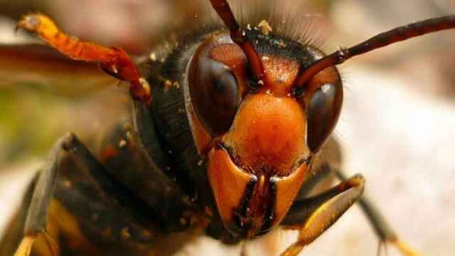 Ejemplar de la especie invasora vespa velutina.
