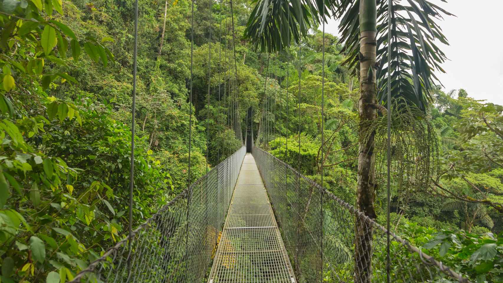 Un puente en un bosque de Costa Rica.