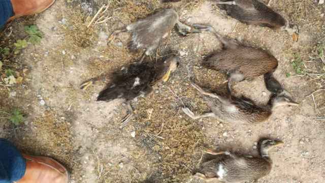 Foto tomada por la Asociación de Vecinos de Palou de los patos muertos