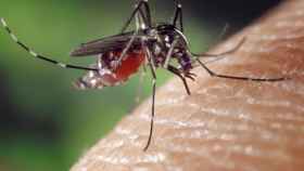 Un mosquito Aedes de los que transmiten el virus chincungunya.