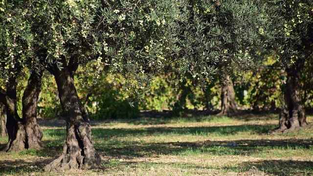 Apadrinar un olivo, la nueva forma de ayudar a diferentes causas sociales