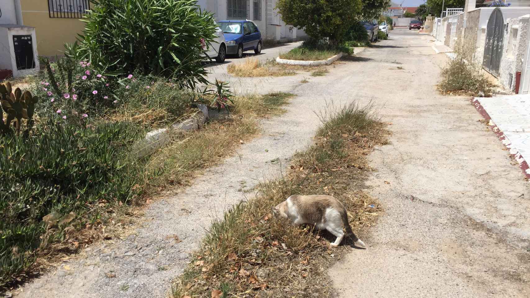 2019, los gatos se han hecho fuertes en las calles sin asfaltar