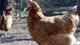 Los avicultores podrán sacrificar a sus gallinas sin desplazarse de su explotación