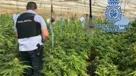 Un policía en una plantación de marihuana. Imagen de recurso