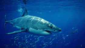 Tiburón blanco en Bahamas
