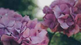 La hortensia, una flor milenaria