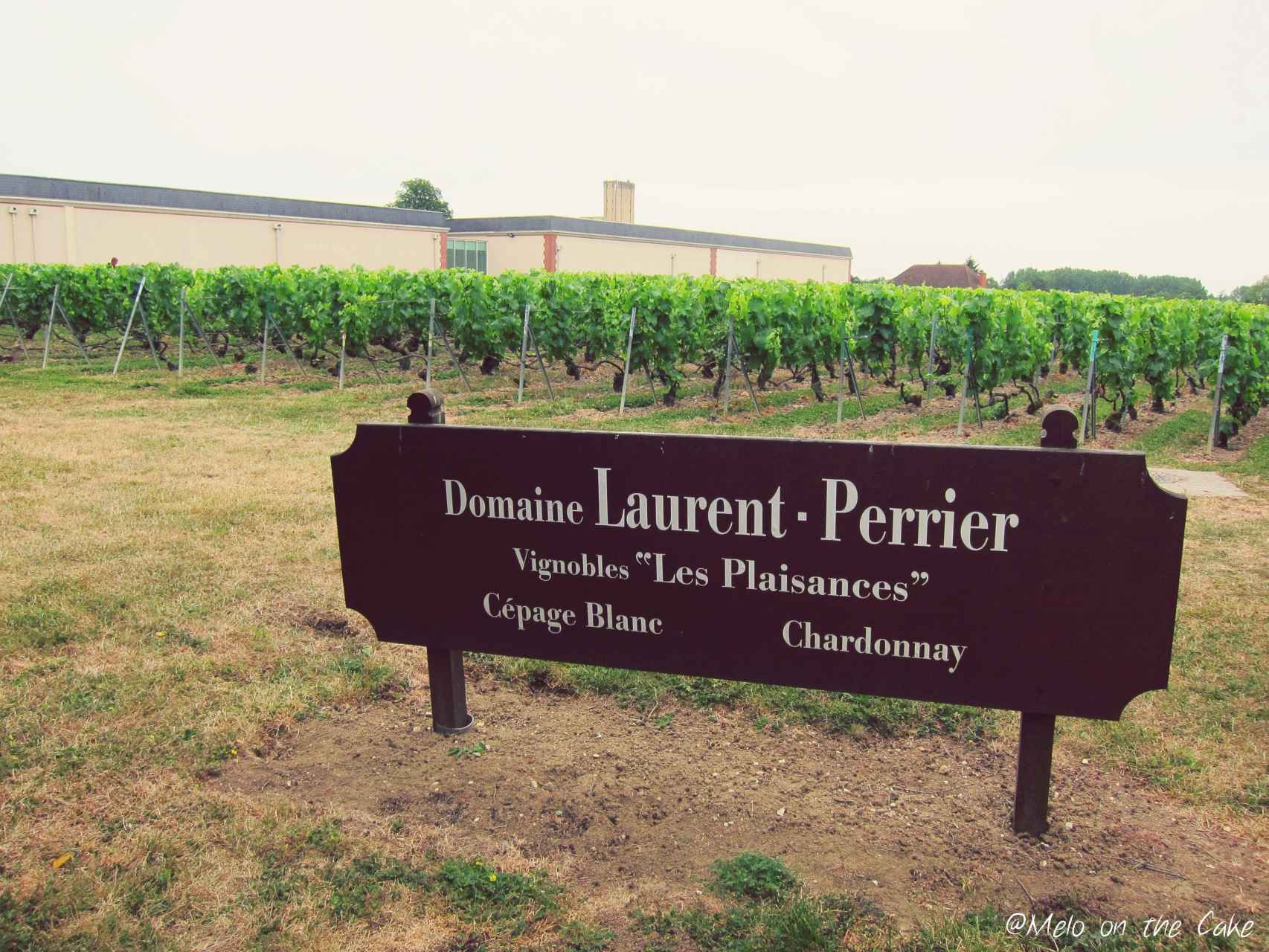 Uno de los viñedos de Laurent-Perrier.