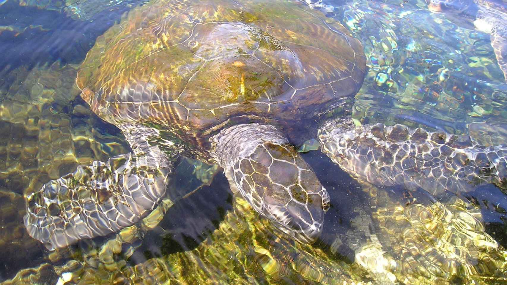 Las tortugas son casi seres sagrados en Bora Bora.