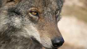Las asociaciones, en defensa del lobo en Madrid