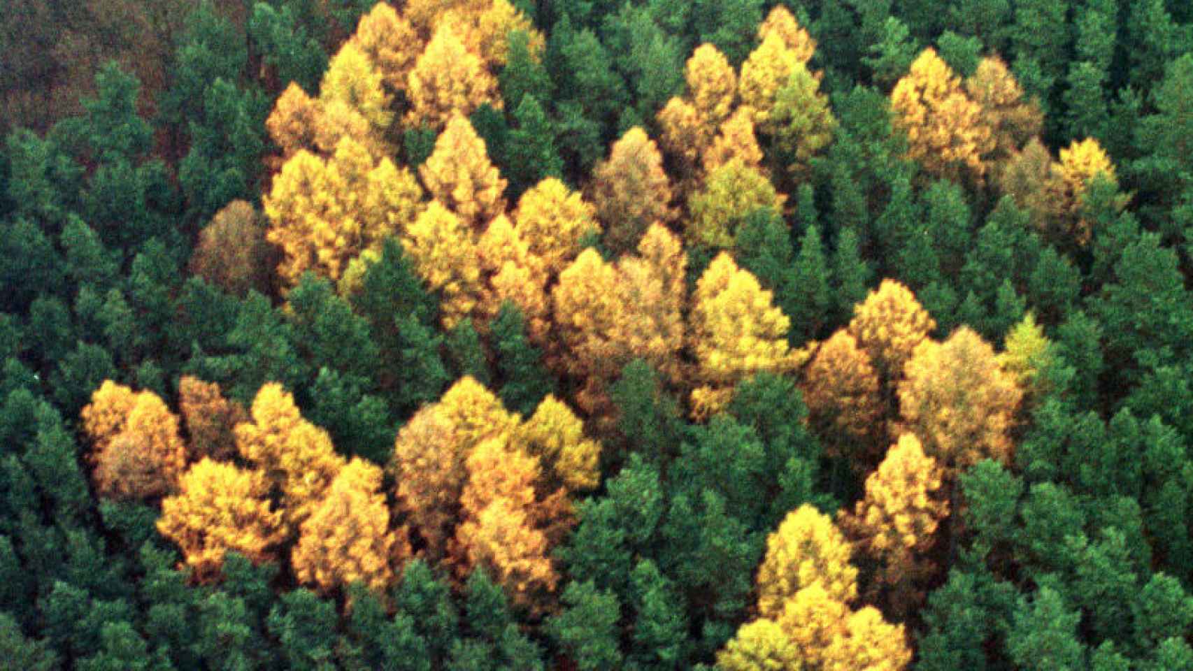Fotografía aérea del 'Bosque Esvástica', donde se observan árboles plantados en forma del símbolo nazi en honor a Adolf Hitler en la década de los treinta.