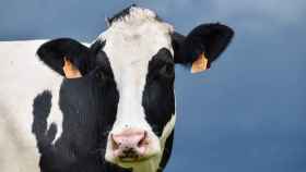 UPA avisa: el cártel de las empresas lácteas tratará de repercutir la multa a los ganaderos