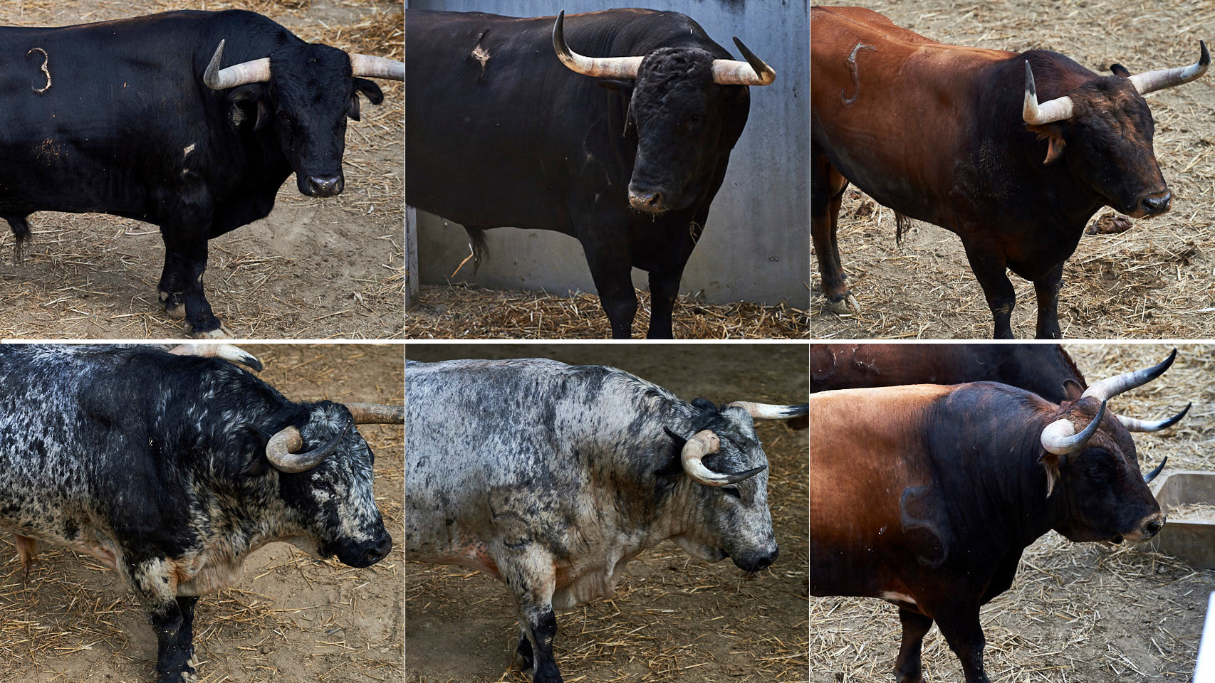Los seis toros de la ganadería Cebada Gago que esperan a ser vendidos en Cádiz.
