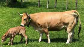 Una vaca en el campo monitorizada con la aplicación desarrollada por la empresa española.