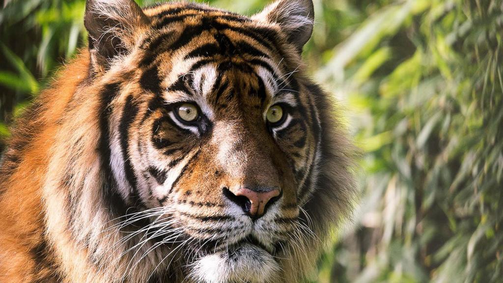 Tigre.