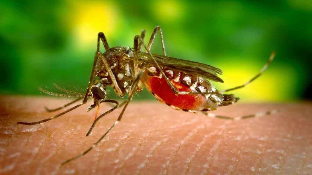Los mosquitos, la plaga del verano